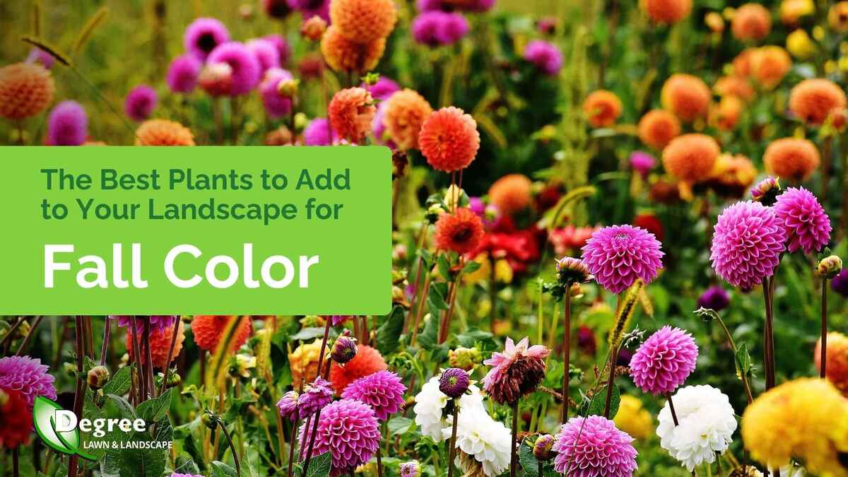 The Best Plants to Add to Your Landscape for Fall Color